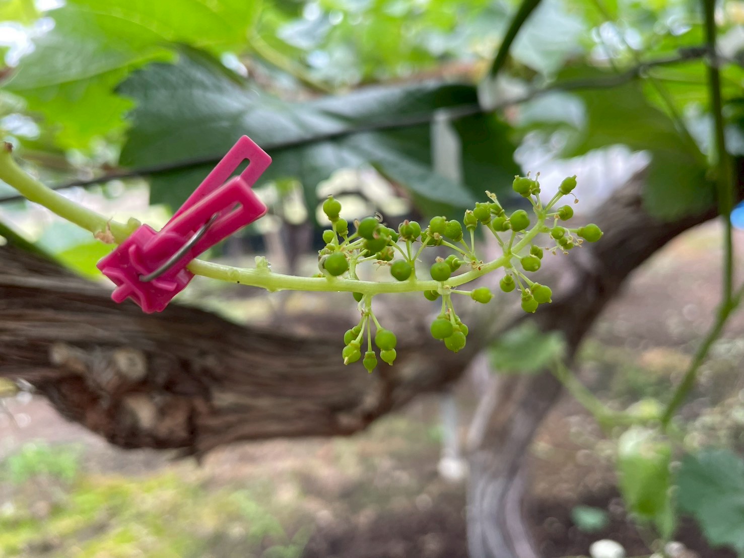 花穂整形