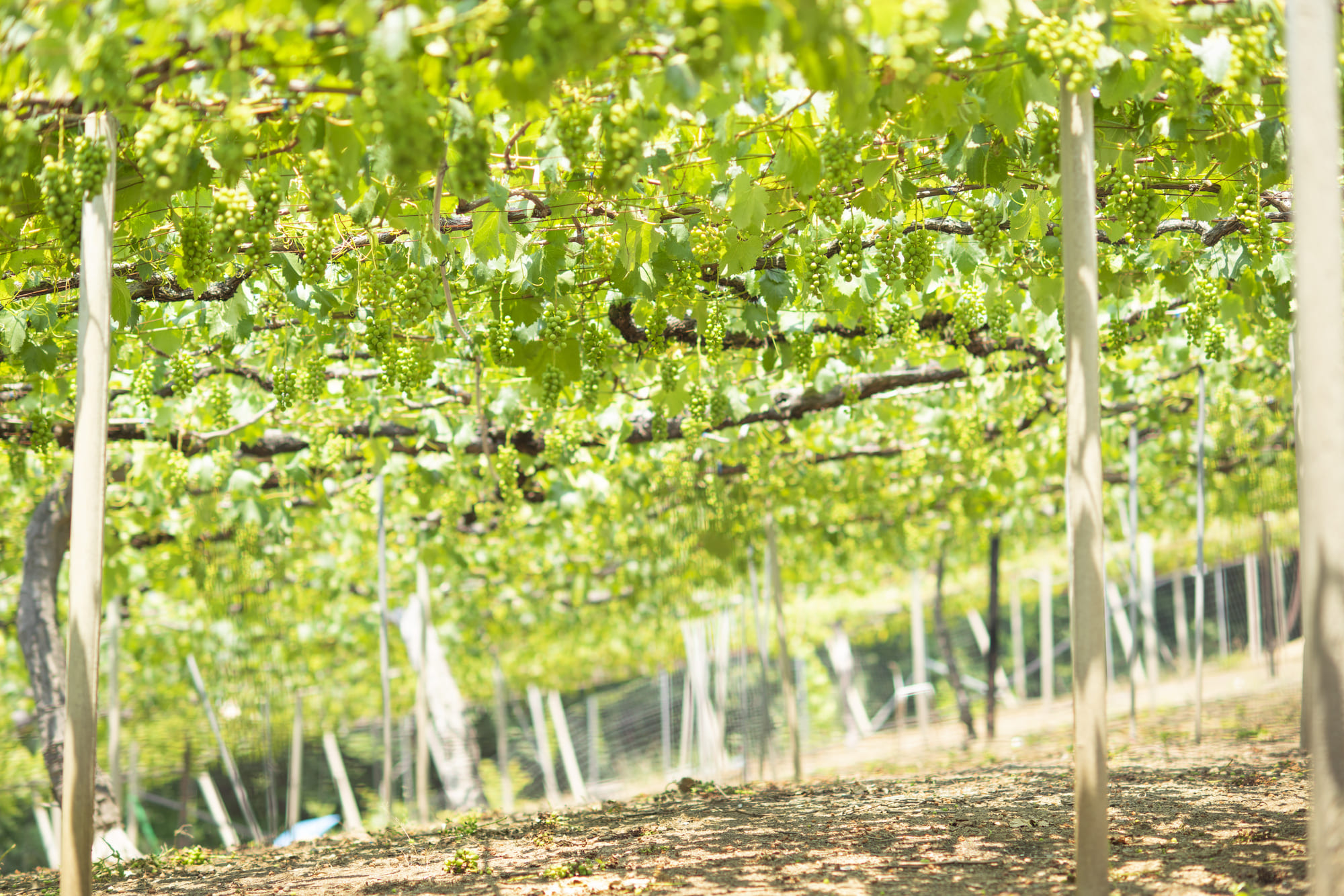 シャインマスカット栽培のぶどう畑｜広島県福山市ちろるファーム