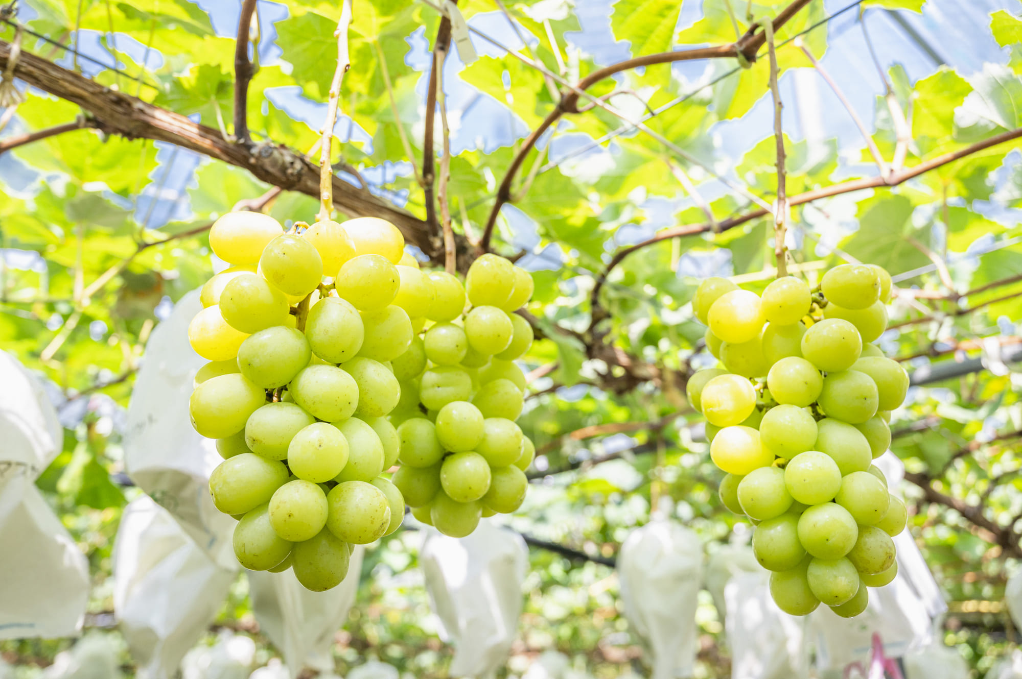 ぶどう農園の風景｜瀬戸内の気候で育つシャインマスカット