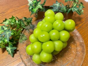 【ハウス栽培】シャインマスカット（贈答用）1.2kg（2房）