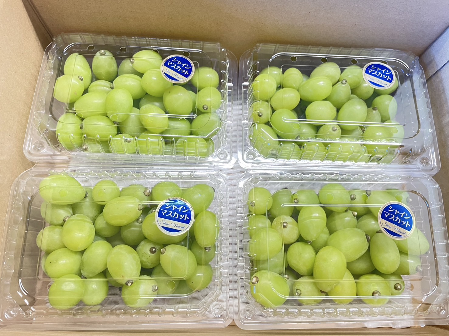 【発送時期8月上旬〜8月下旬まで】シャインマスカット(粒売り)約2kg(500g×4) - 画像 (3)