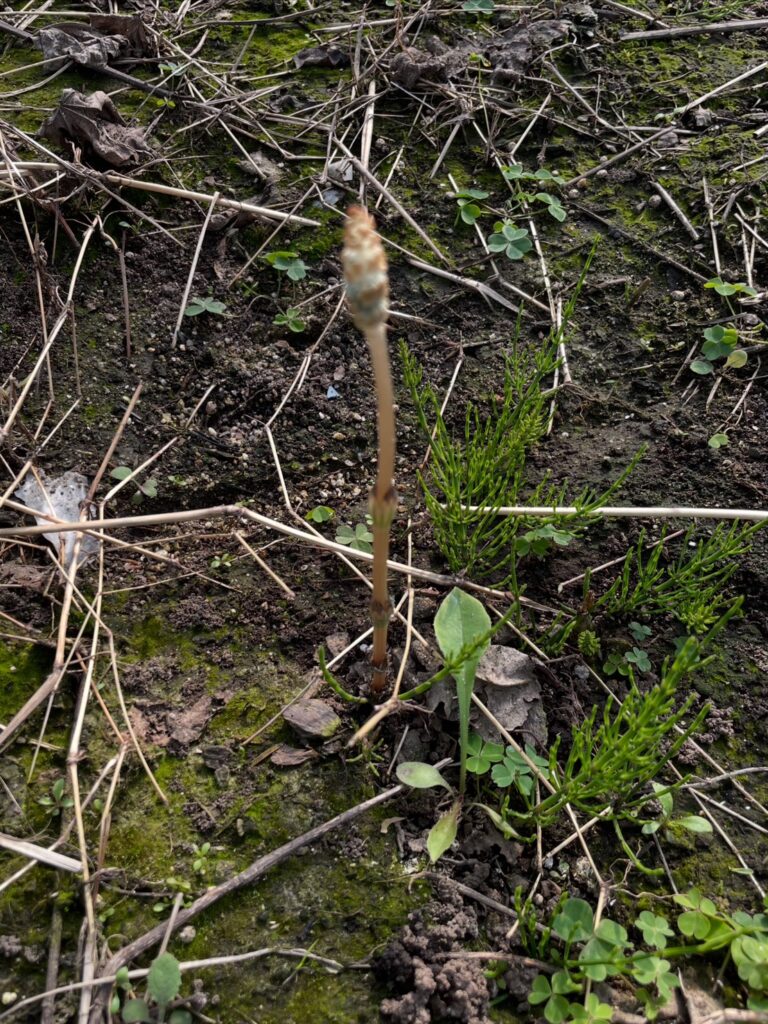 無加温ハウスの土から生えたつくし|春の訪れの自然サイン